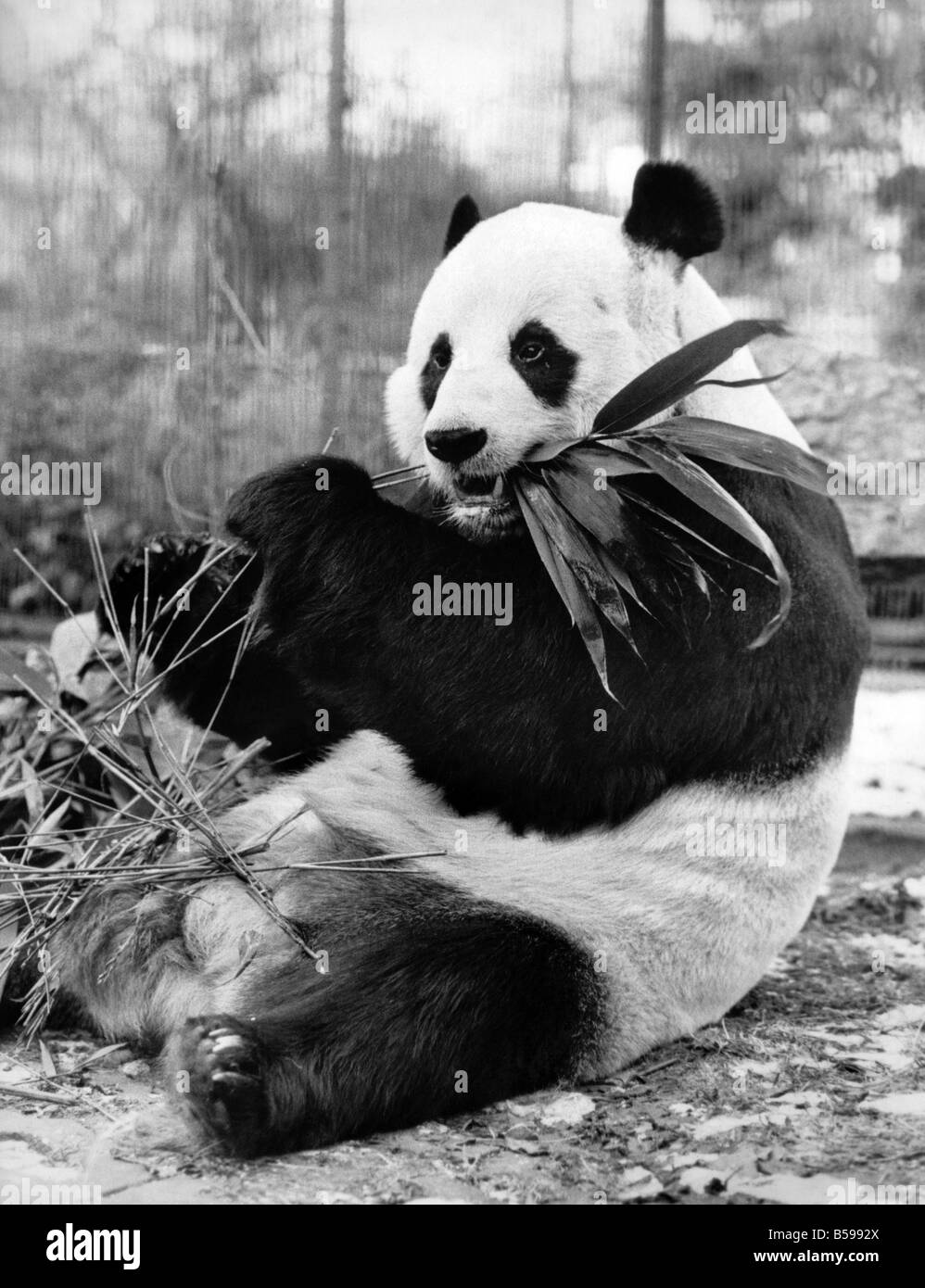Chia Chia The Panda At London Zoo Seen Here Enjoying Some Bamboo February 1986 P Stock Photo Alamy