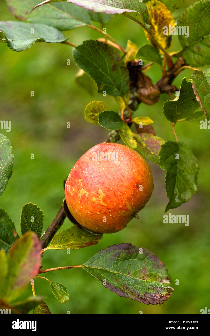 A Mostly Sunset apple Butterworth Organic Nursery near Auchinleck. Stock Photo