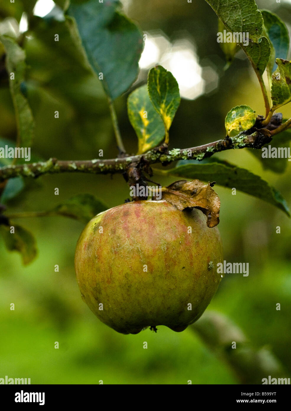 A Ribson Pippin apple, Butterworth Organic Nursery near Auchinleck. Stock Photo
