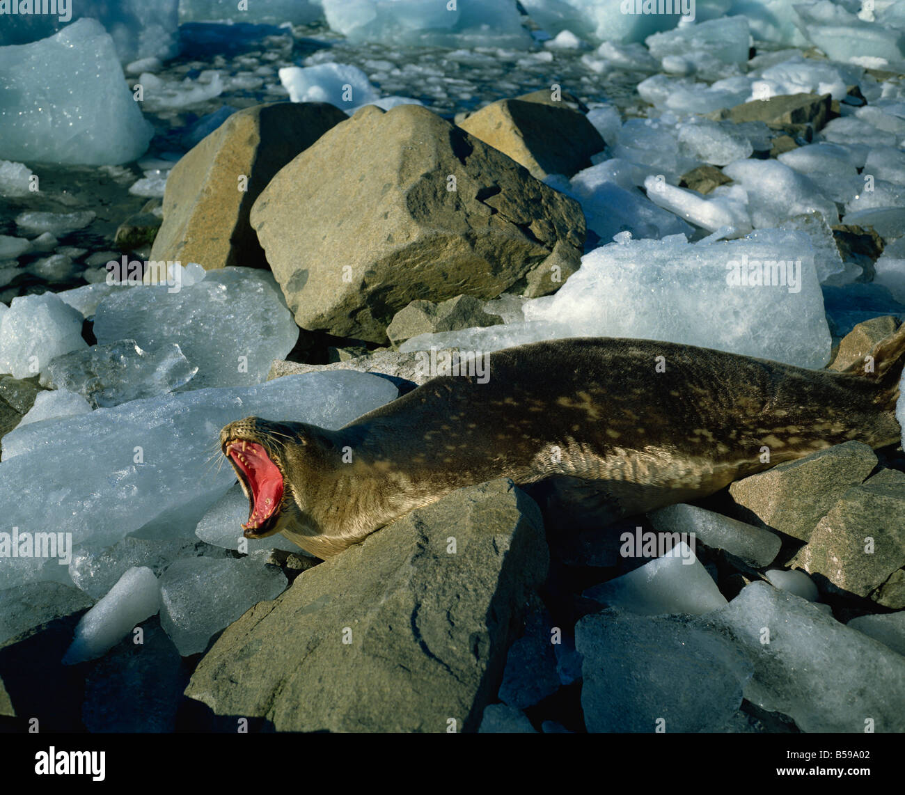 Weddell seal Antarctica Polar Regions Stock Photo