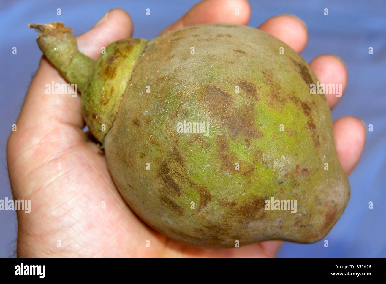 Zapote tree hi-res stock photography and images - Alamy
