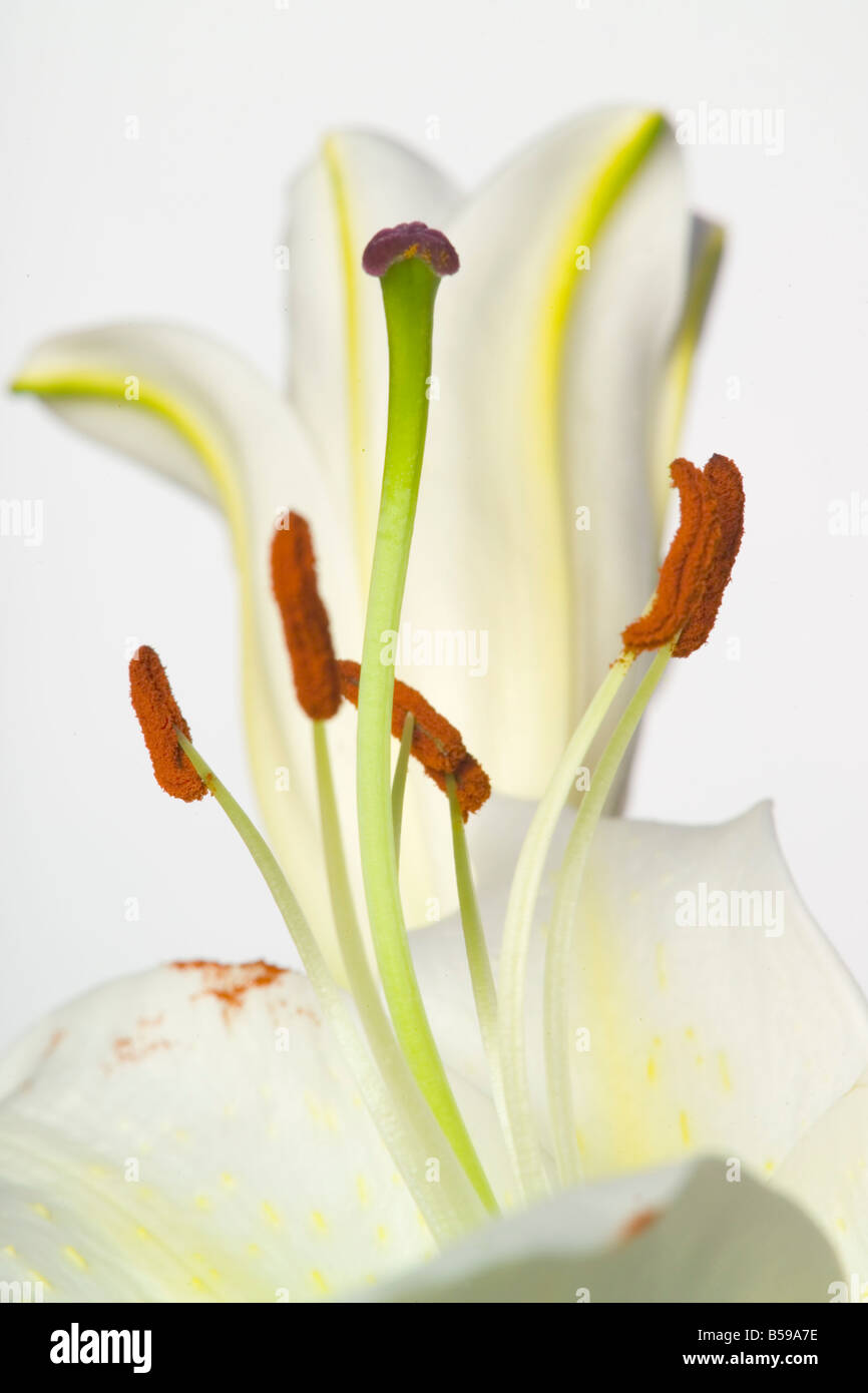 Lilly Flowers Lililum longiflorum Stock Photo - Alamy