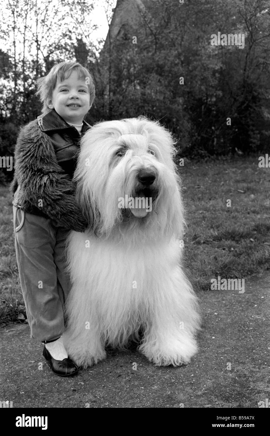 Animals. Dogs: Duke the Dulux dog has 3 understudies they are Tania, Polly and Cassie. Their owners are Dawn and Phillip Rowley Stock Photo