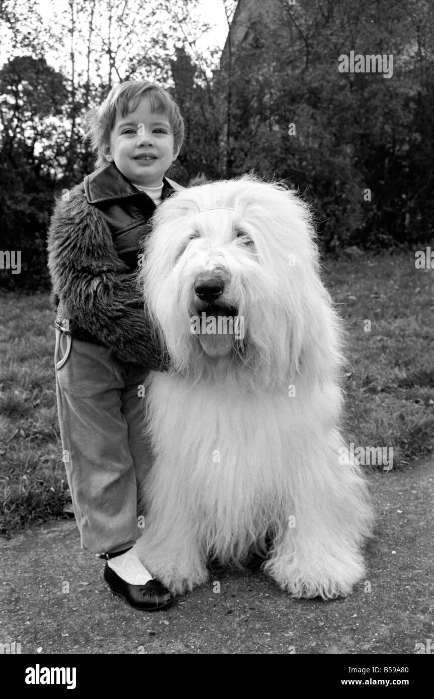 Animals. Dogs: Duke the Dulux dog has 3 understudies they are Tania, Polly and Cassie. Their owners are Dawn and Phillip Rowley Stock Photo