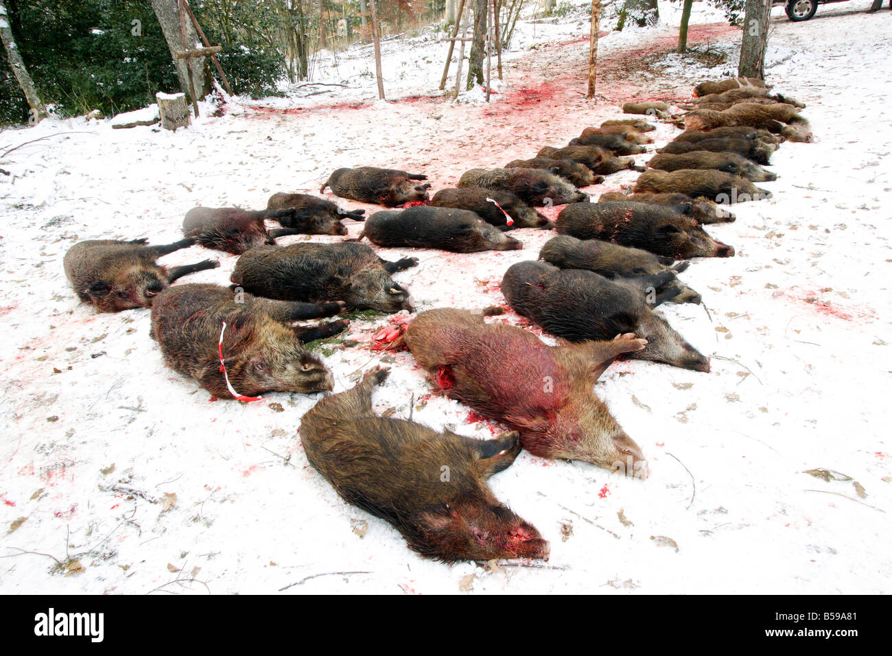 Wild Boar (Sus scrofa), dead animals after a hunt Stock Photo