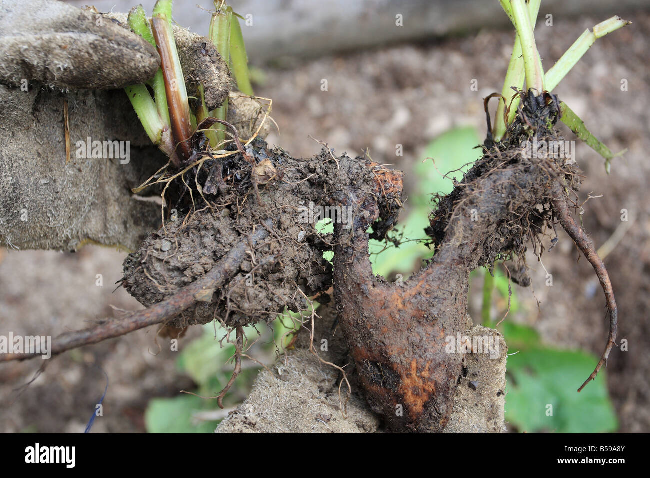 PROPAGATING COMFREY REMOVE THE SOIL TO ALLOW SEPARATION OF THE OFFSETS Stock Photo