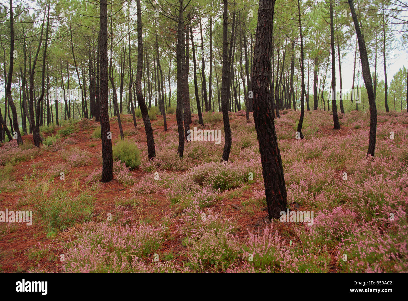 Forest wild flowers in hi-res stock photography and images - Alamy