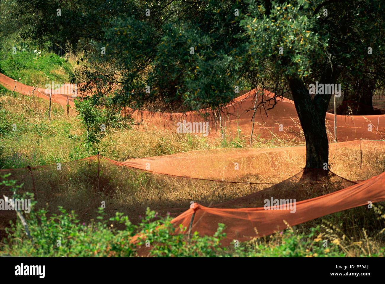 Nets under olive trees Corsica France J Miller Stock Photo