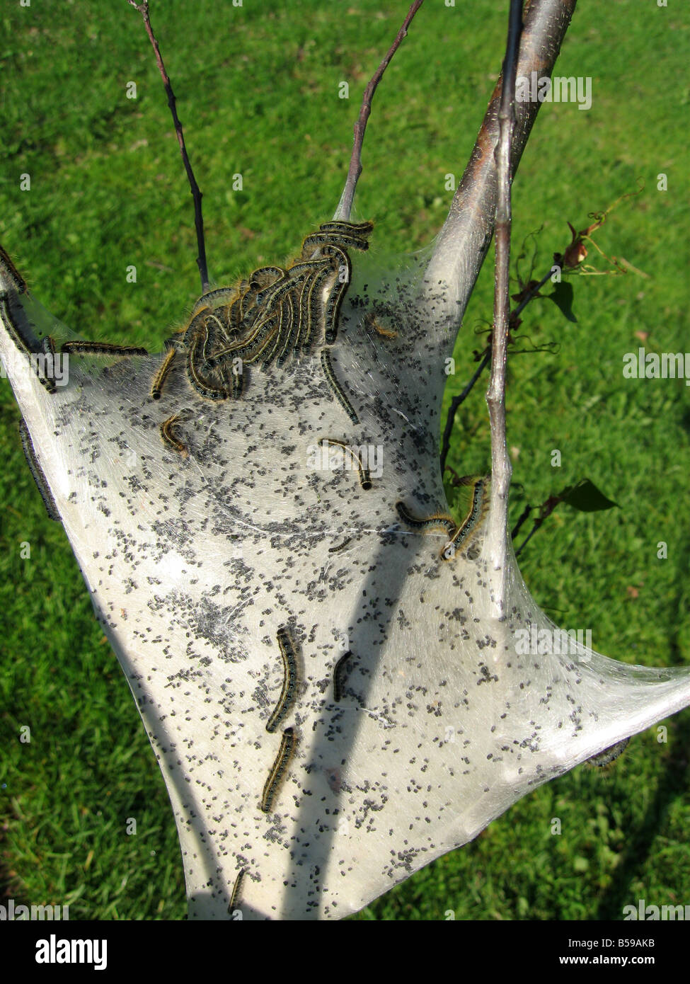 Caterpillars emerging hi-res stock photography and images - Alamy