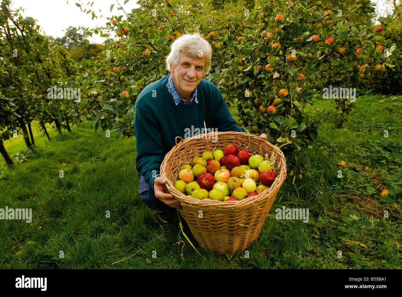 John Butterworth of Butterworth Organic Nursery near Auchinleck, Ayrshire displays some of his rare variety Scottish apples. Stock Photo