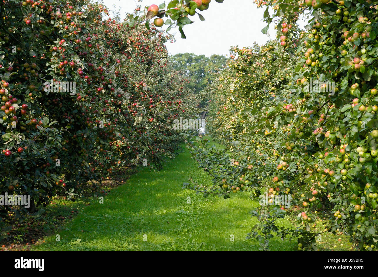 apple orchard Stock Photo