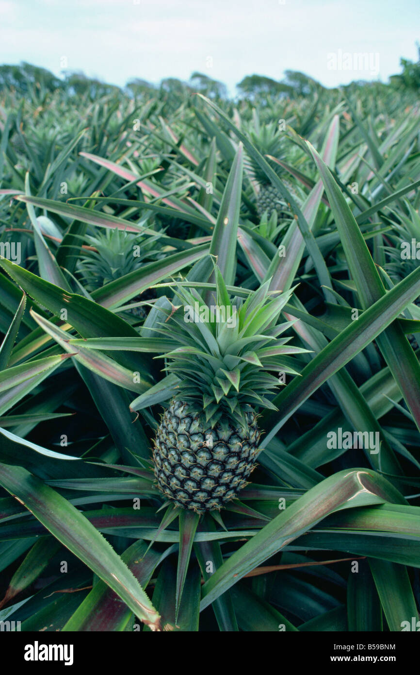 Pineapples Martinique Lesser Antilles West Indies Caribbean Central