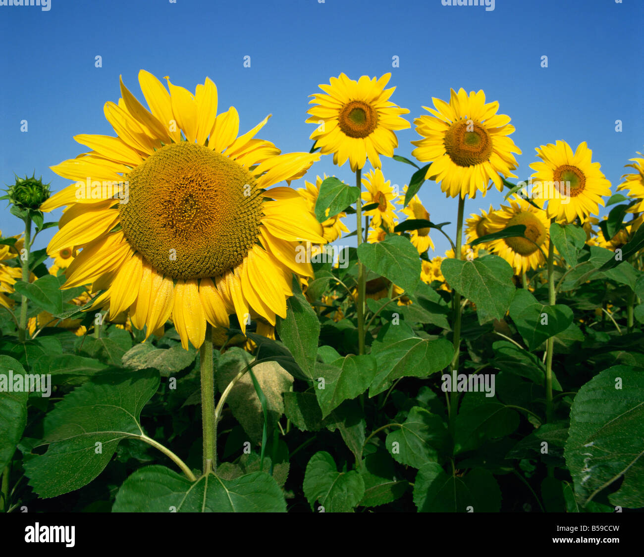 Close up of sunflowers which are grown for oil in France W Rawlings Stock Photo