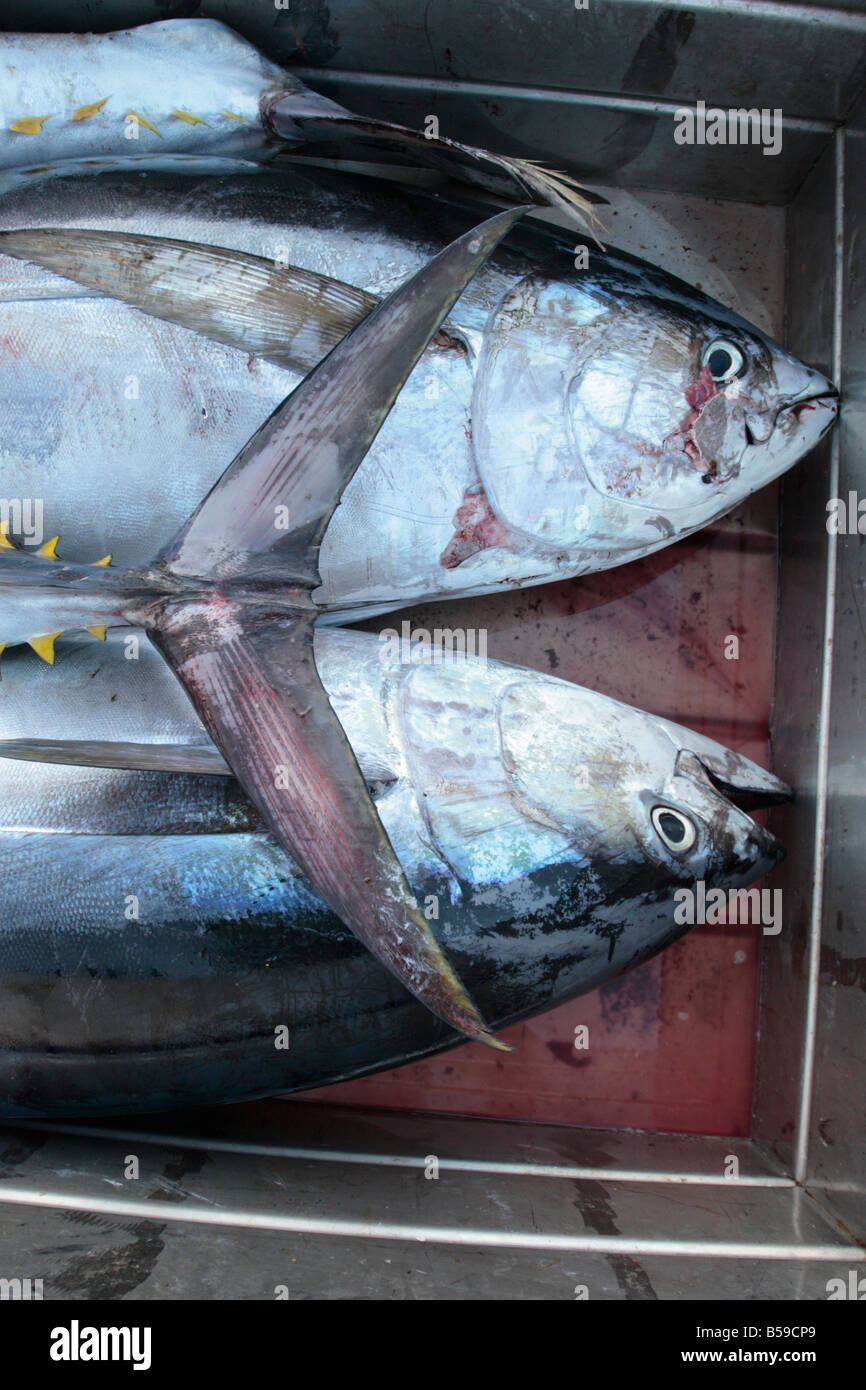 Yellow fin tuna fish in a crate ready to go to market from Playa San Juan Tenerife Canary Islands Spain Stock Photo