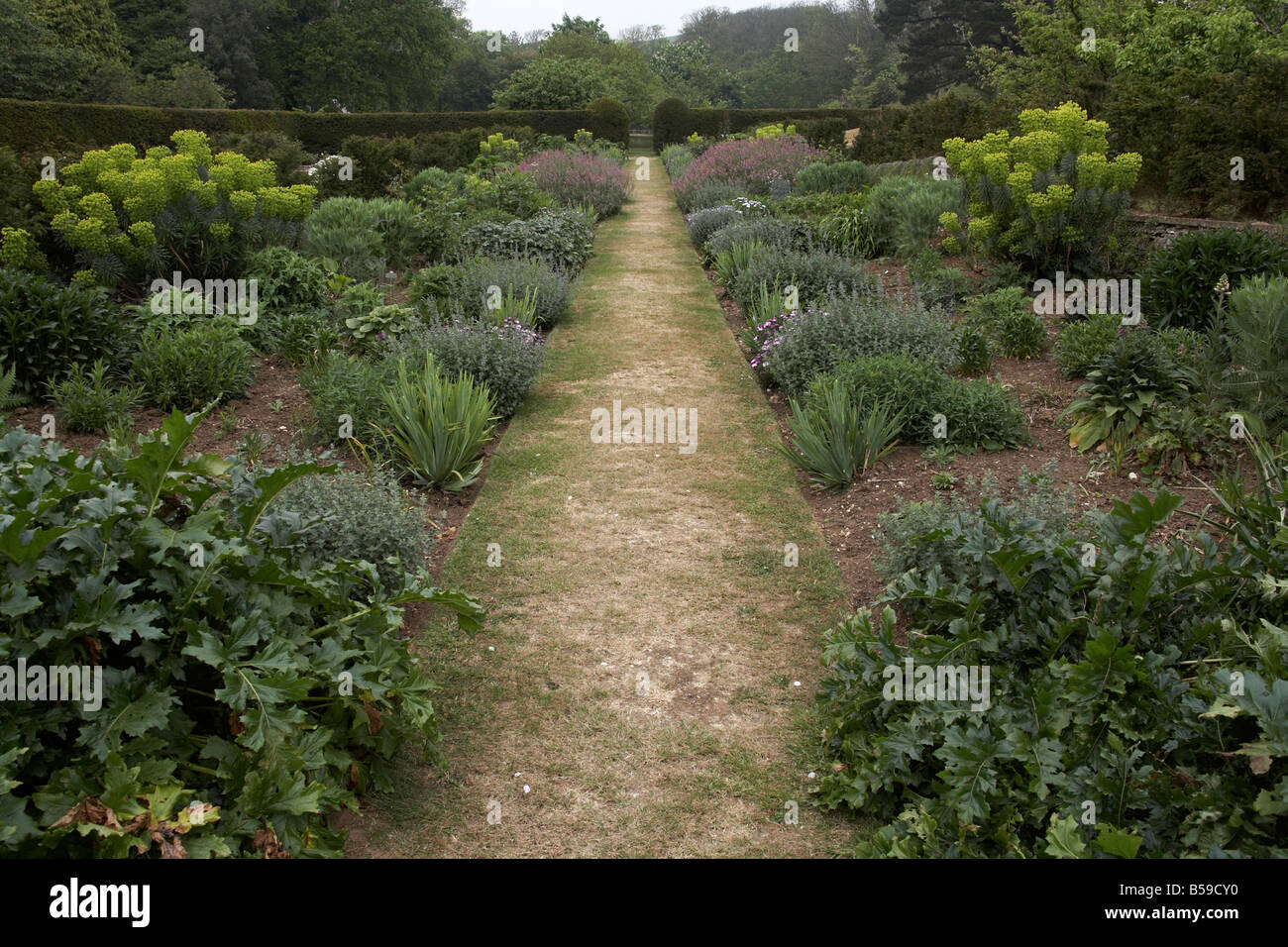 Path through garden receding into the distance in Mottistone Manor NT National Trust Isle of Wight England UK Stock Photo