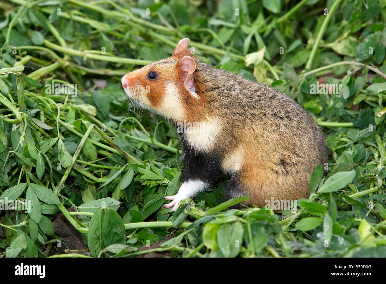 European Hamster, Blackbellied Hamster, Common Hamster (Cricetus
