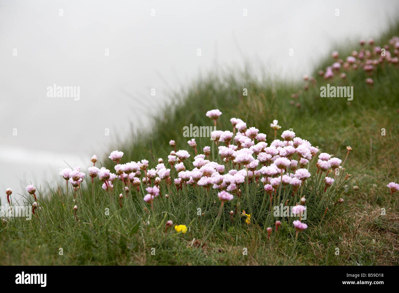 Pink flowers in grass on chalk headland leading to The Needles in the mist Isle of Wight England UK Stock Photo