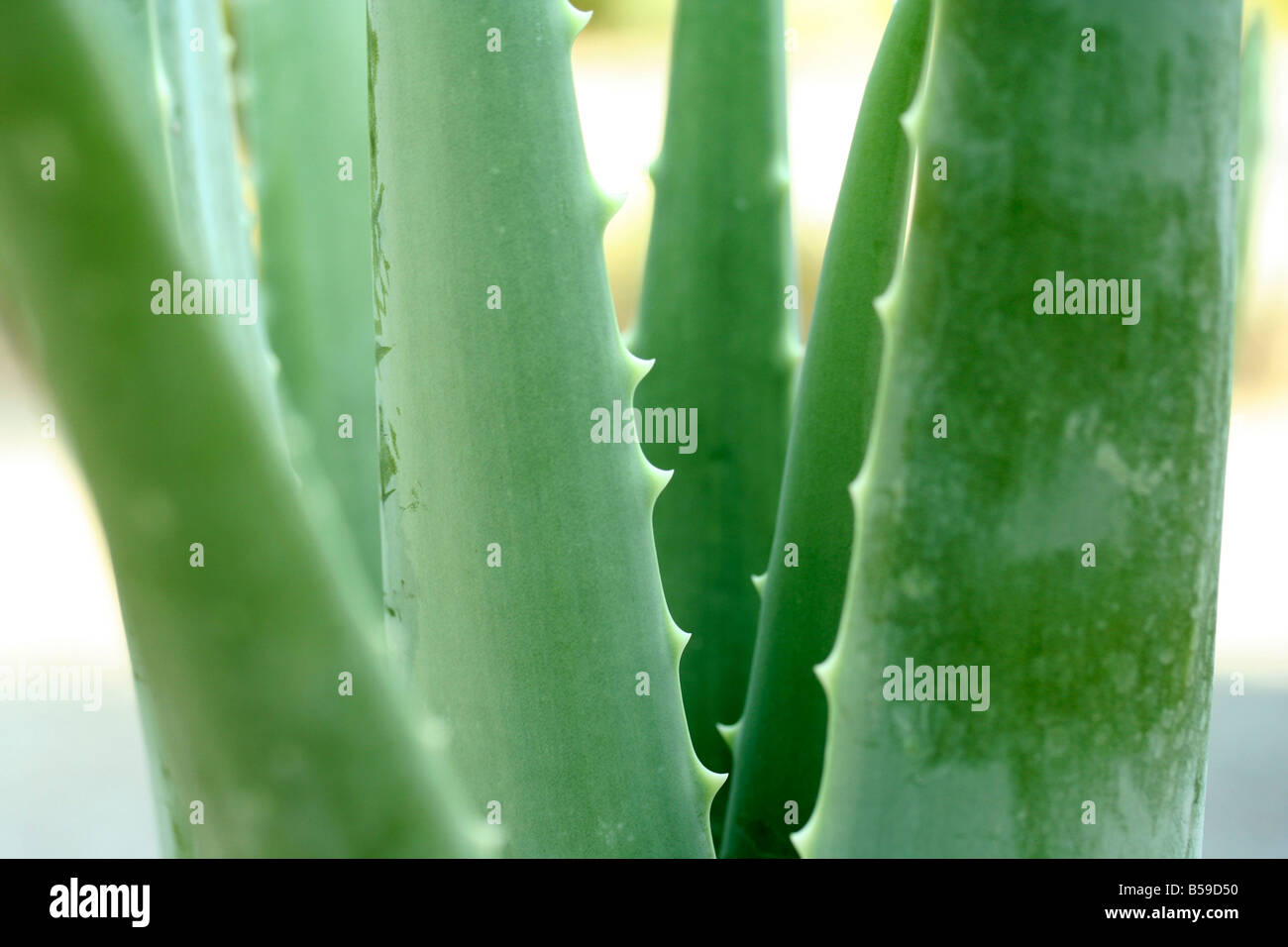 Burnplant Aloe vera Stock Photo Alamy