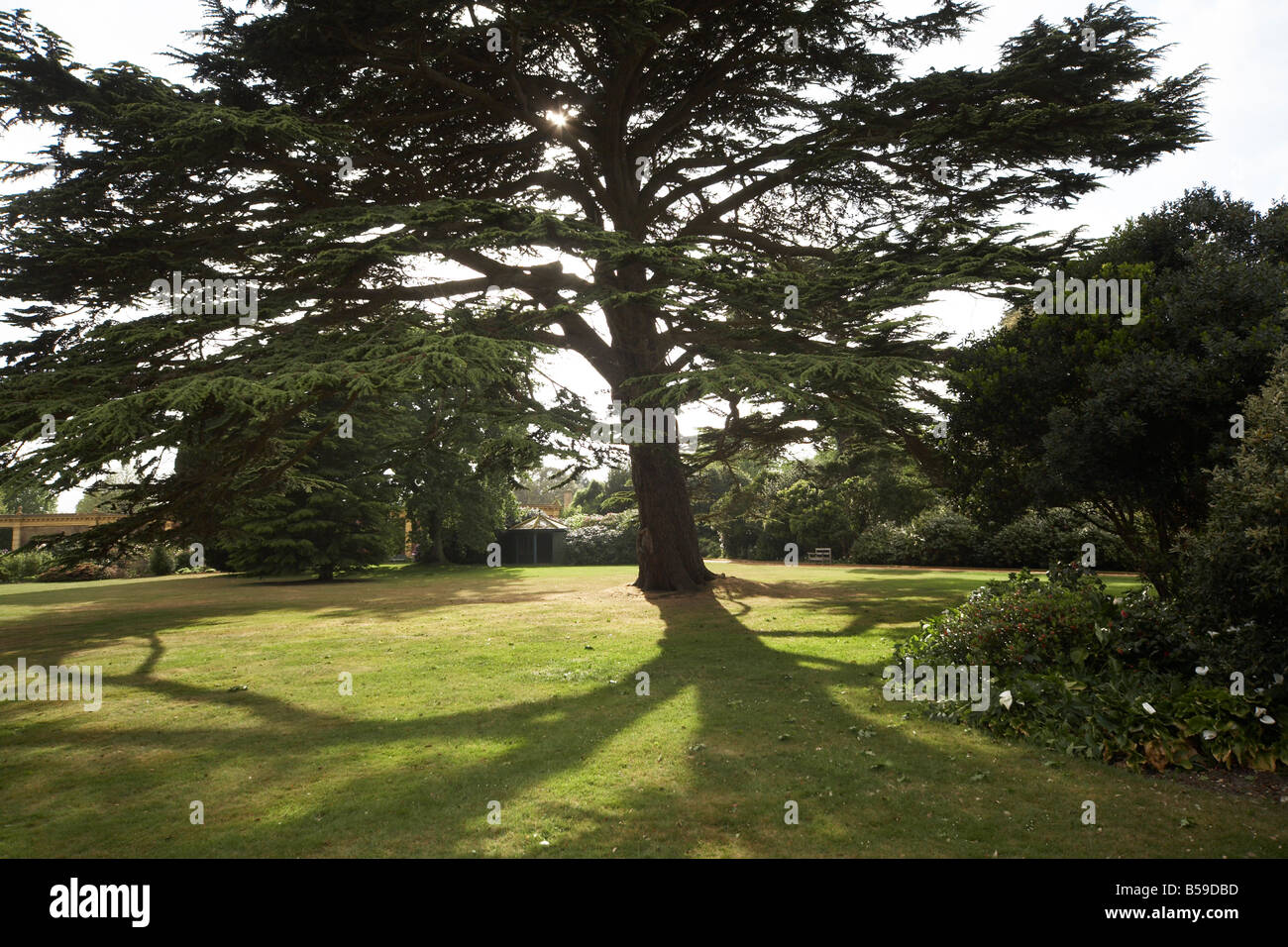 Cedar tree in lawn at Osborne House former home of Queen Victoria East Cowes Isle of Wight England UK English Heritage Stock Photo