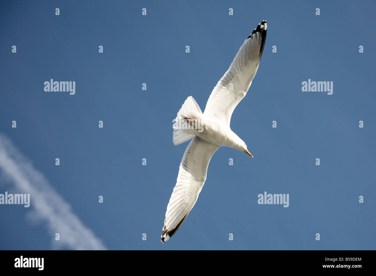 Seagull bird in flight flying in evening sunlight against blue sky above the sea near Isle of Wight England UK Stock Photo