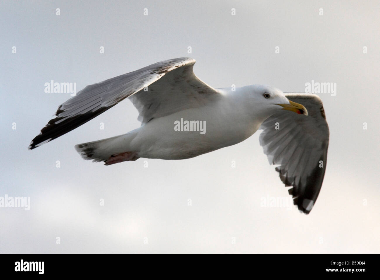 Seagull bird in flight flying in evening sunlight above the sea near Isle of Wight England UK Stock Photo