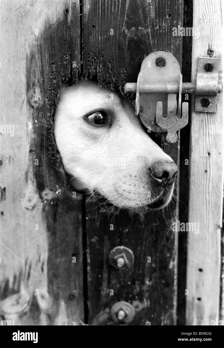 A labrador puts his head through a bolted door at the Frant Kennels in