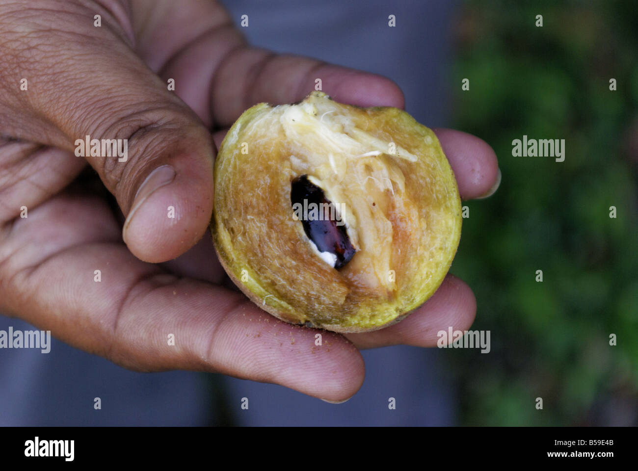 Sapodilla fruit also known as chikoo or sapota (chikku,chiku,ciku) in Gujarat, India Stock Photo