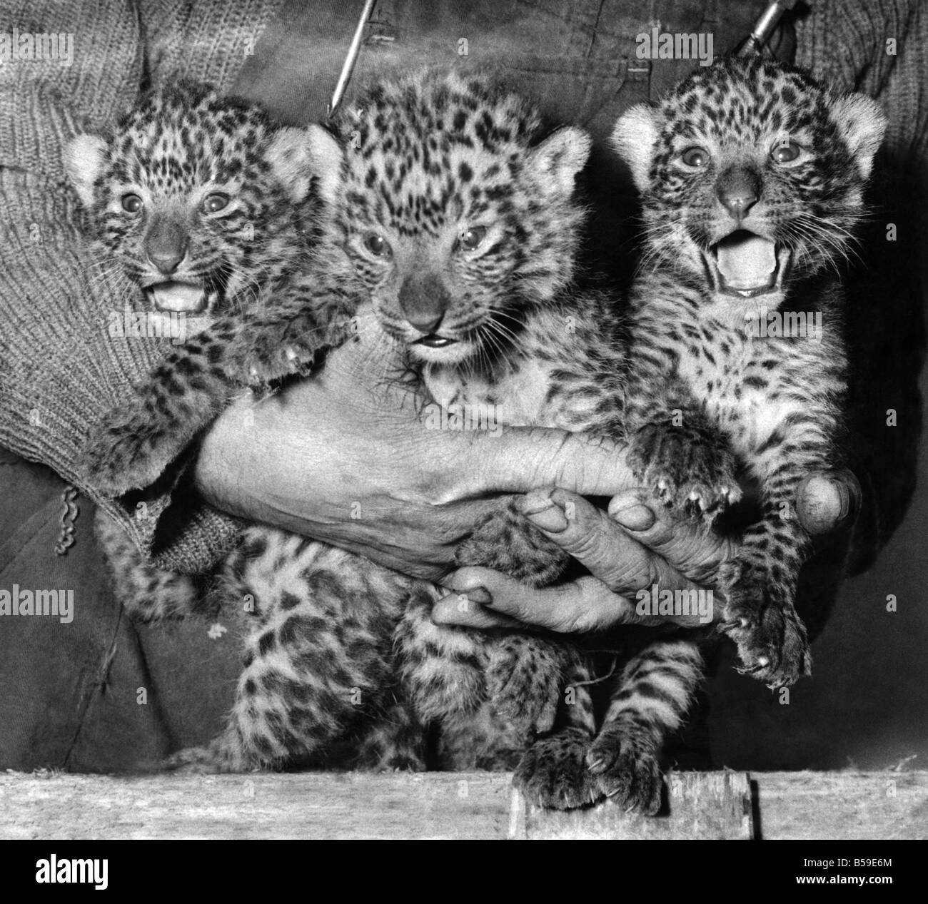 Three cute leopard cubs at Bristol zoo. &#13;&#10;April 1968 &#13;&#10;P004194 Stock Photo