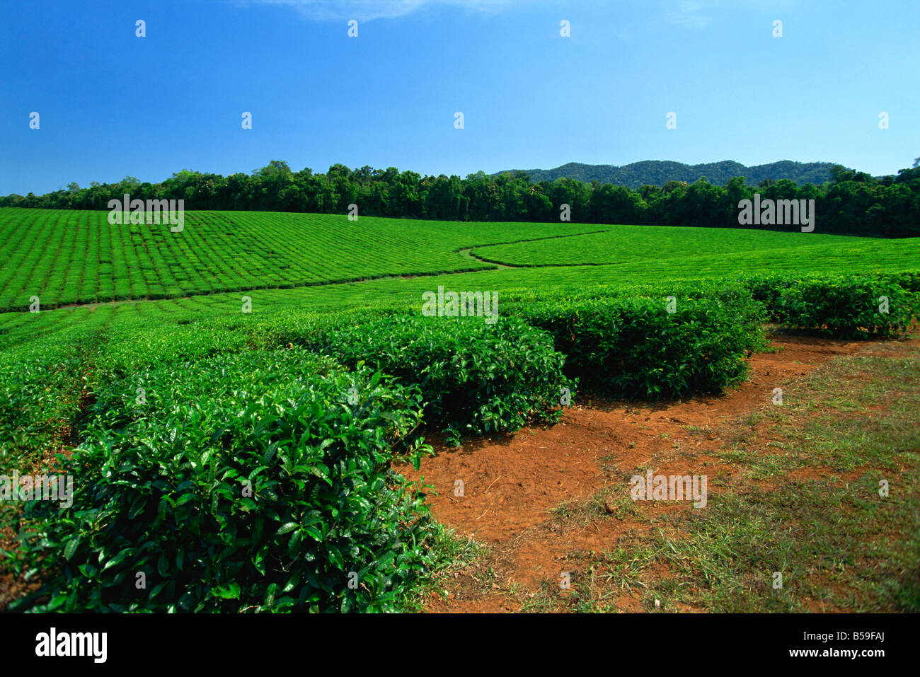 Atherton tableland hi-res stock photography and images - Alamy