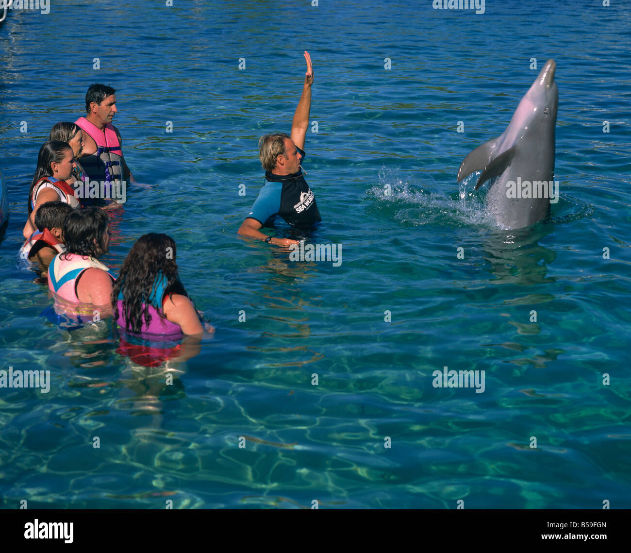 swimming with dolphins at sea world