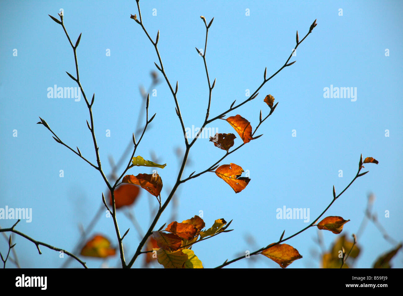 leaves falling from autumn tree Stock Photo