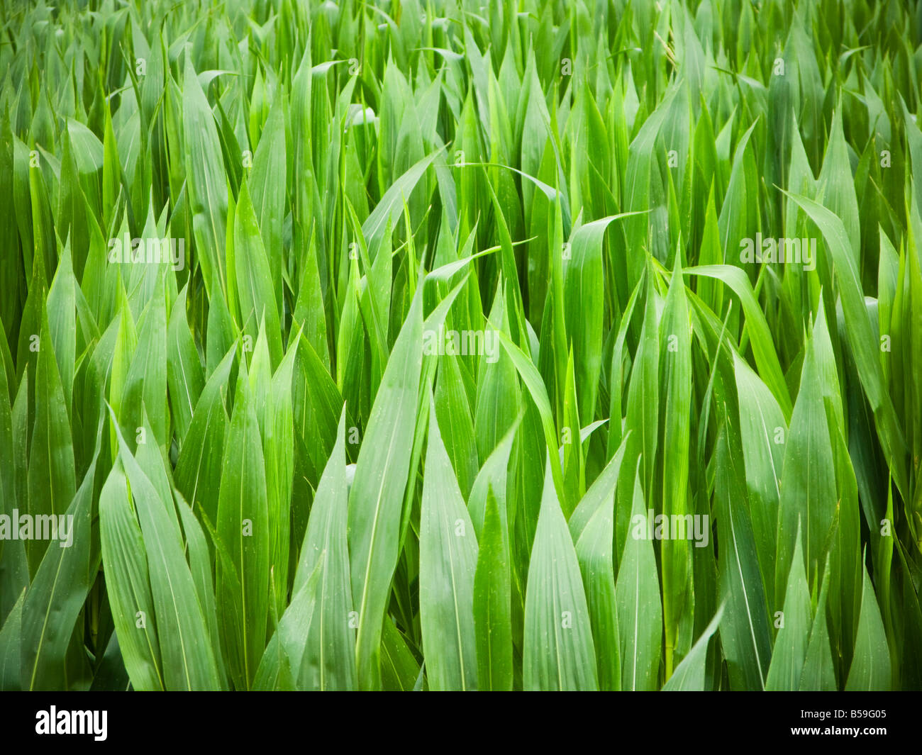 Maize corn crops close up Stock Photo