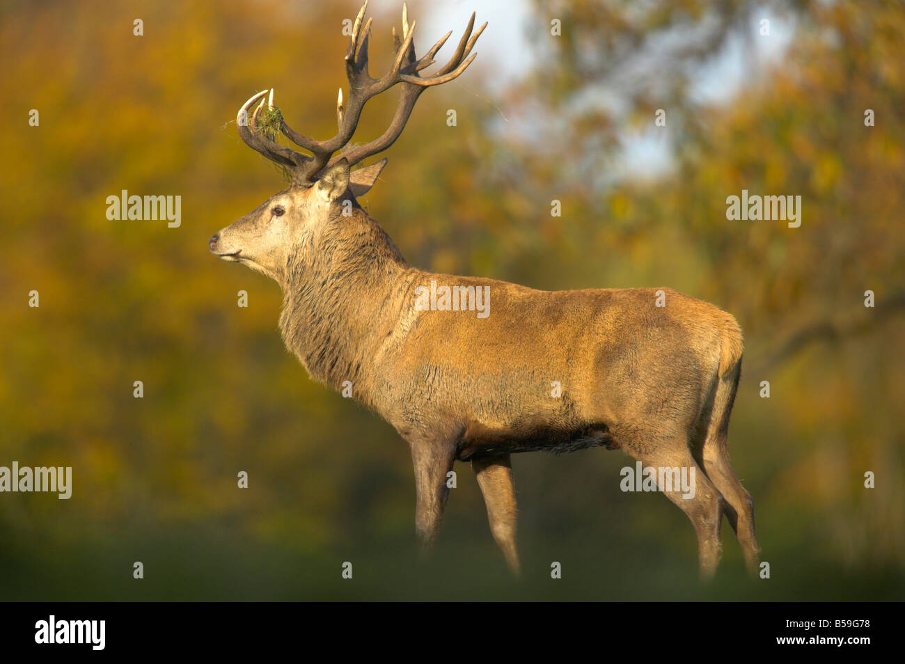 Red deer stag Stock Photo