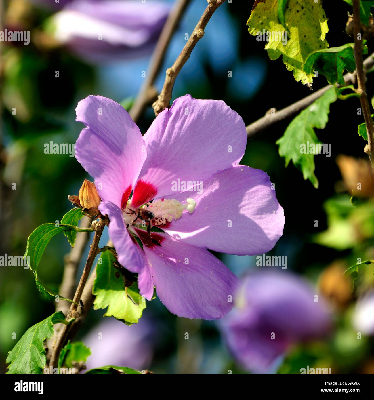 Blooms of the Rose of Sharon, Hibiscus syriacus. Oklahoma, USA. Stock Photo