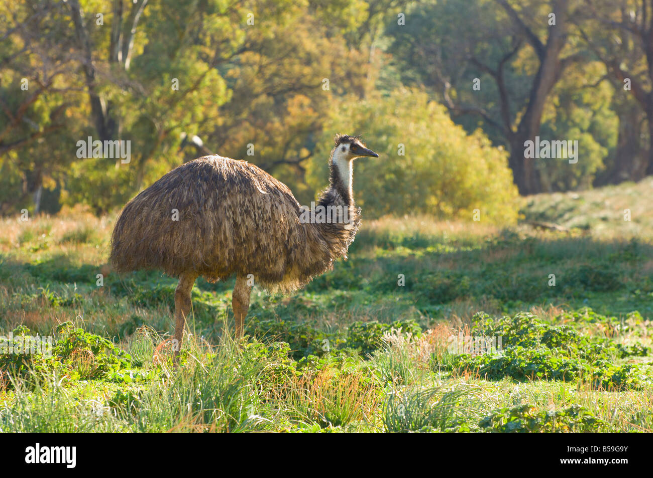 Emu, Flinders Ranges National Park, South Australia, Australia, Pacific Stock Photo