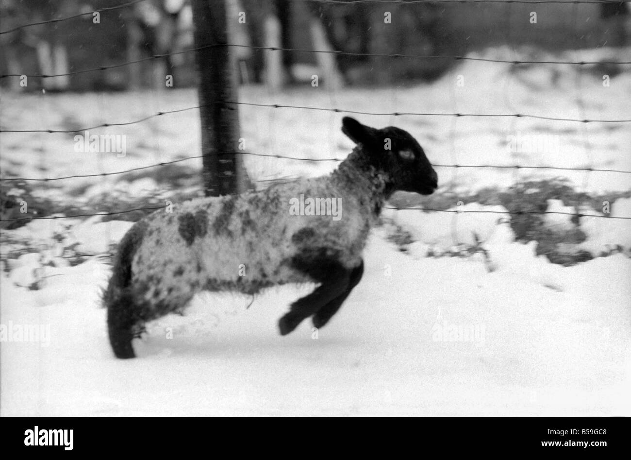 Shepherd seen here with his flock of Sheep in the winter snow. Sheep in ...