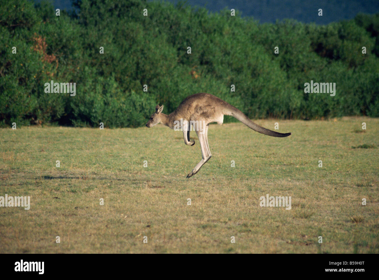 Kangaroos jumping, grass clearing in forest, Australia, Pacific Stock Photo Alamy