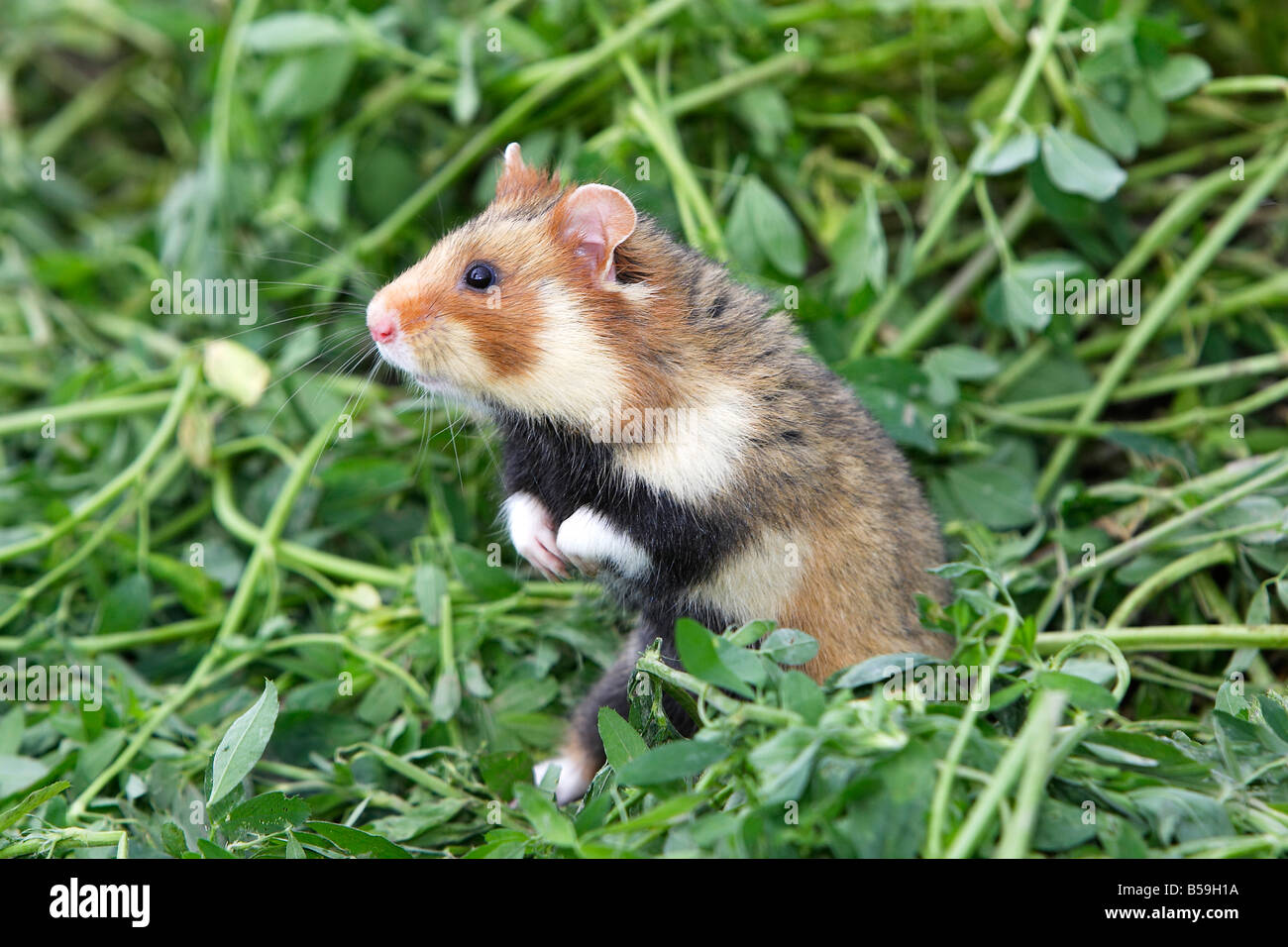European Hamster, Blackbellied Hamster, Common Hamster (Cricetus