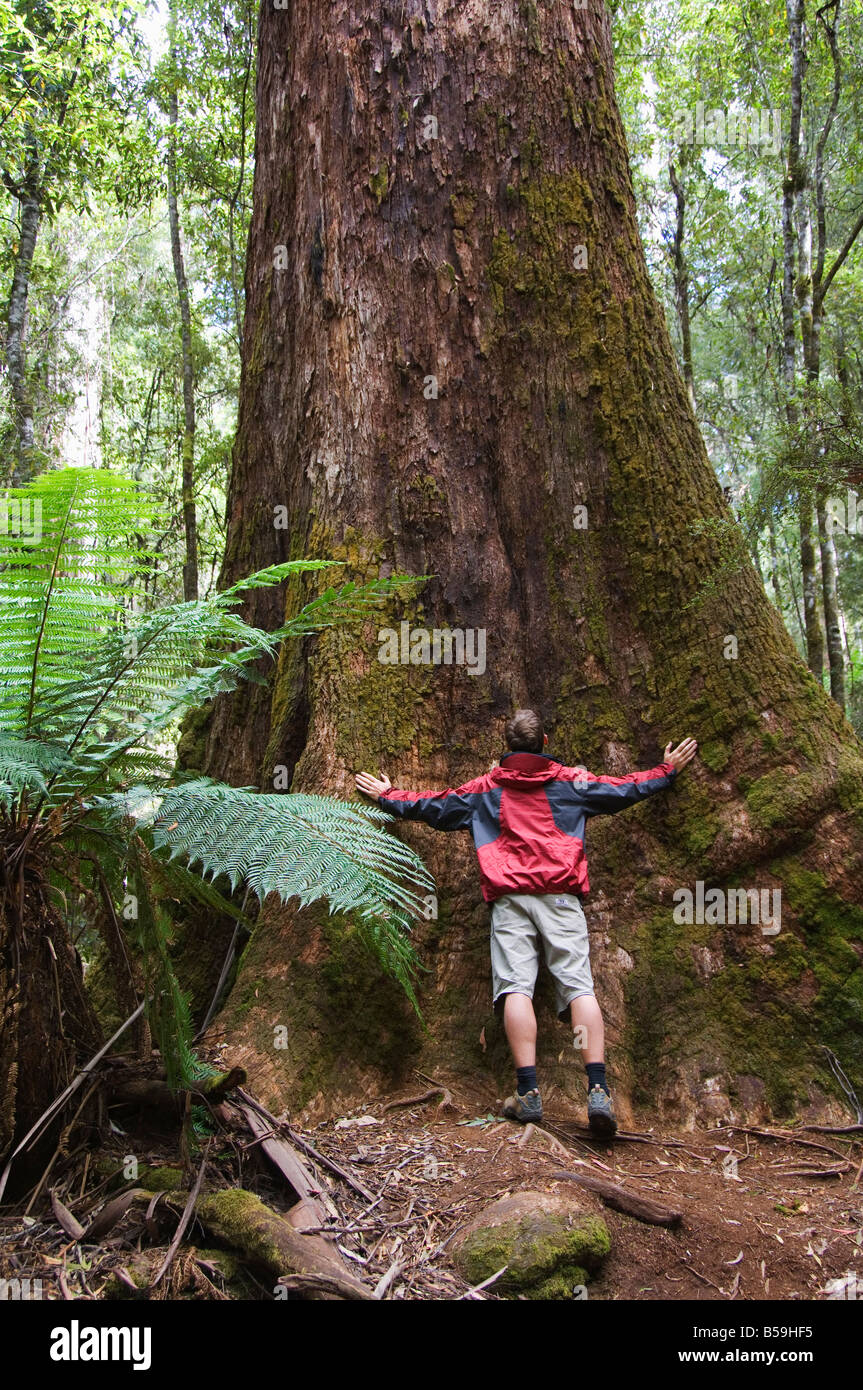 Tall tree walk tasmania hires stock photography and images Alamy
