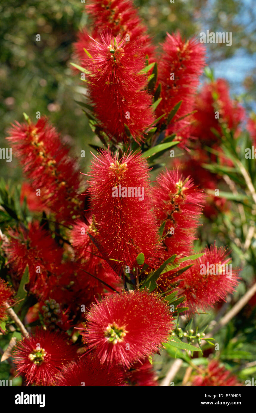 Red flowers of the native bottle brush bush a wild flower of Australia Pacific Stock Photo