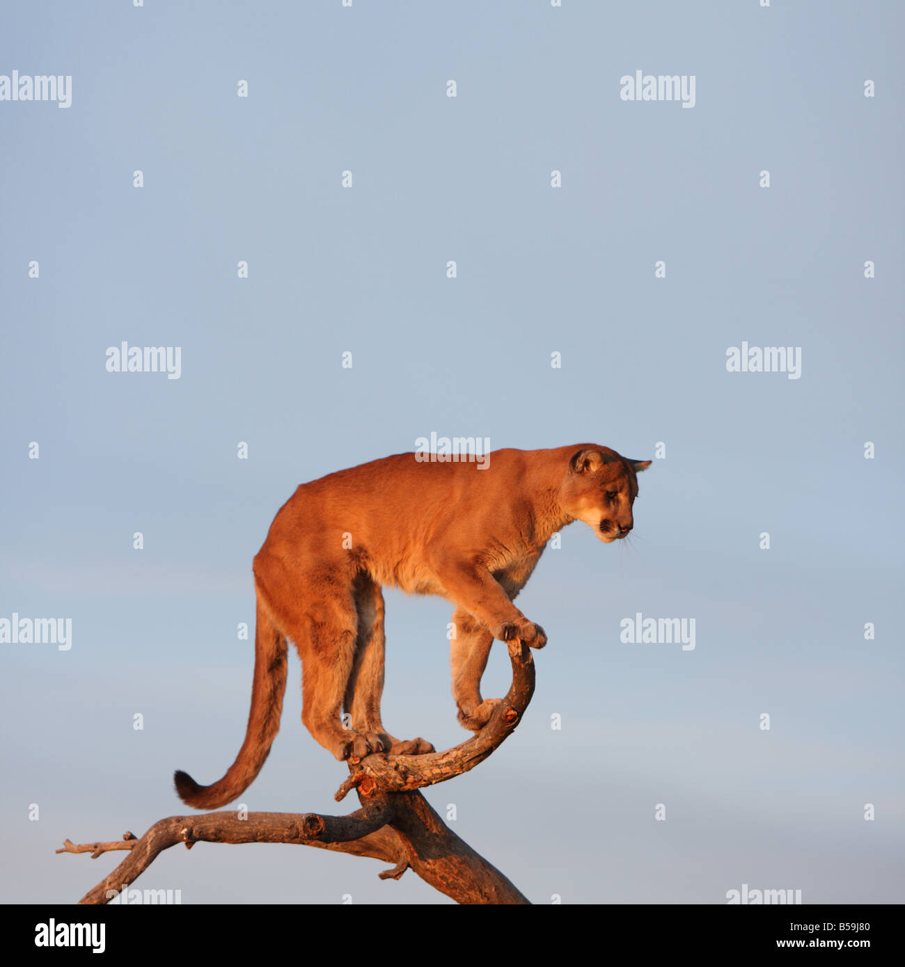 My Image 24