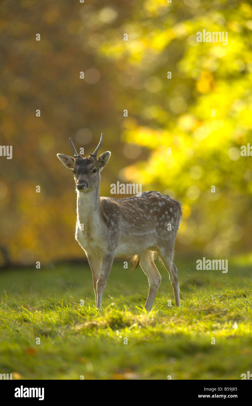 Young dominant male hi-res stock photography and images - Alamy