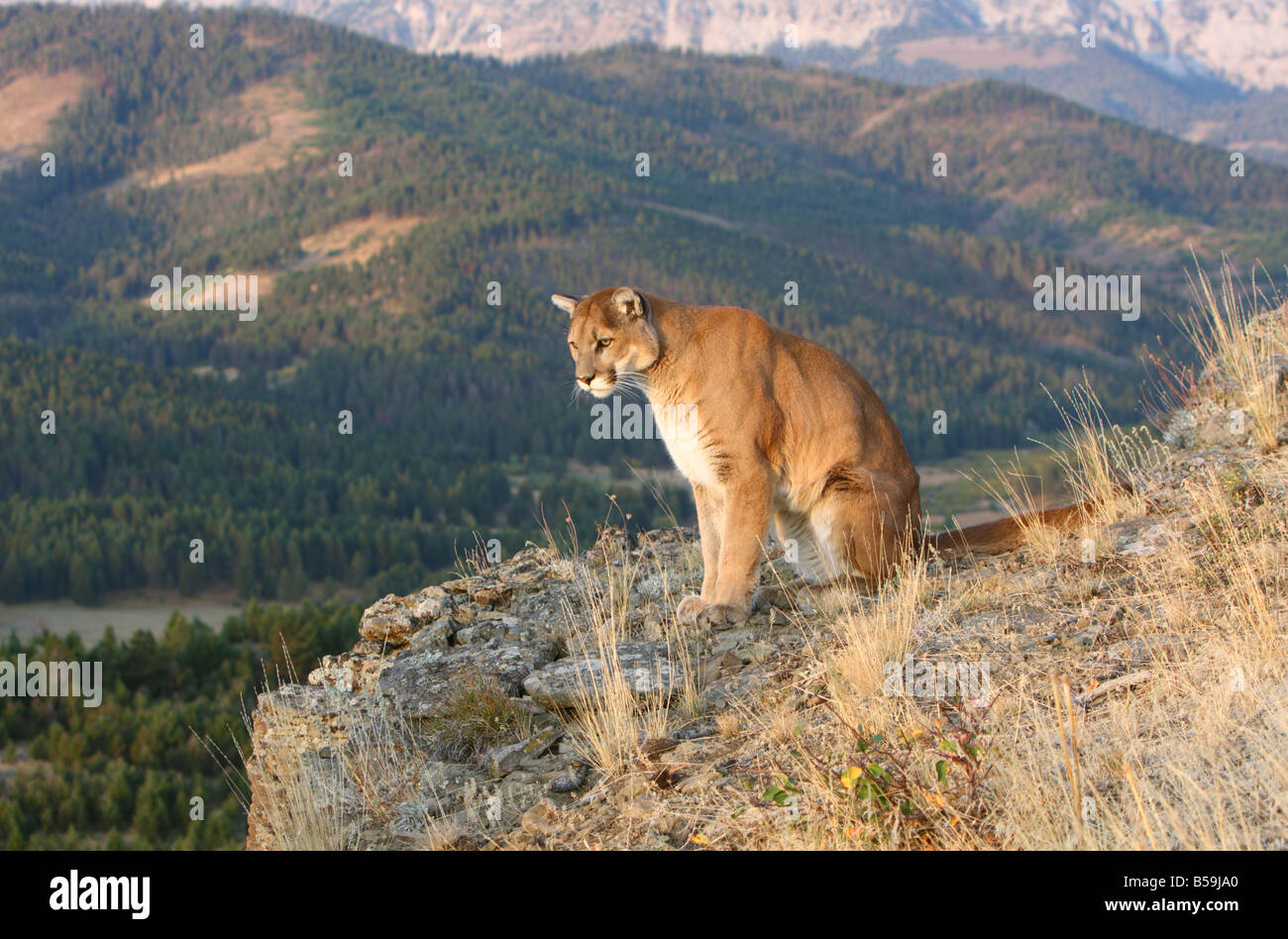 Mountain lion claws hires stock photography and images Alamy