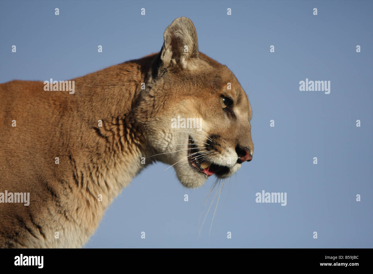 Mountain lion claws hi-res stock photography and images - Alamy