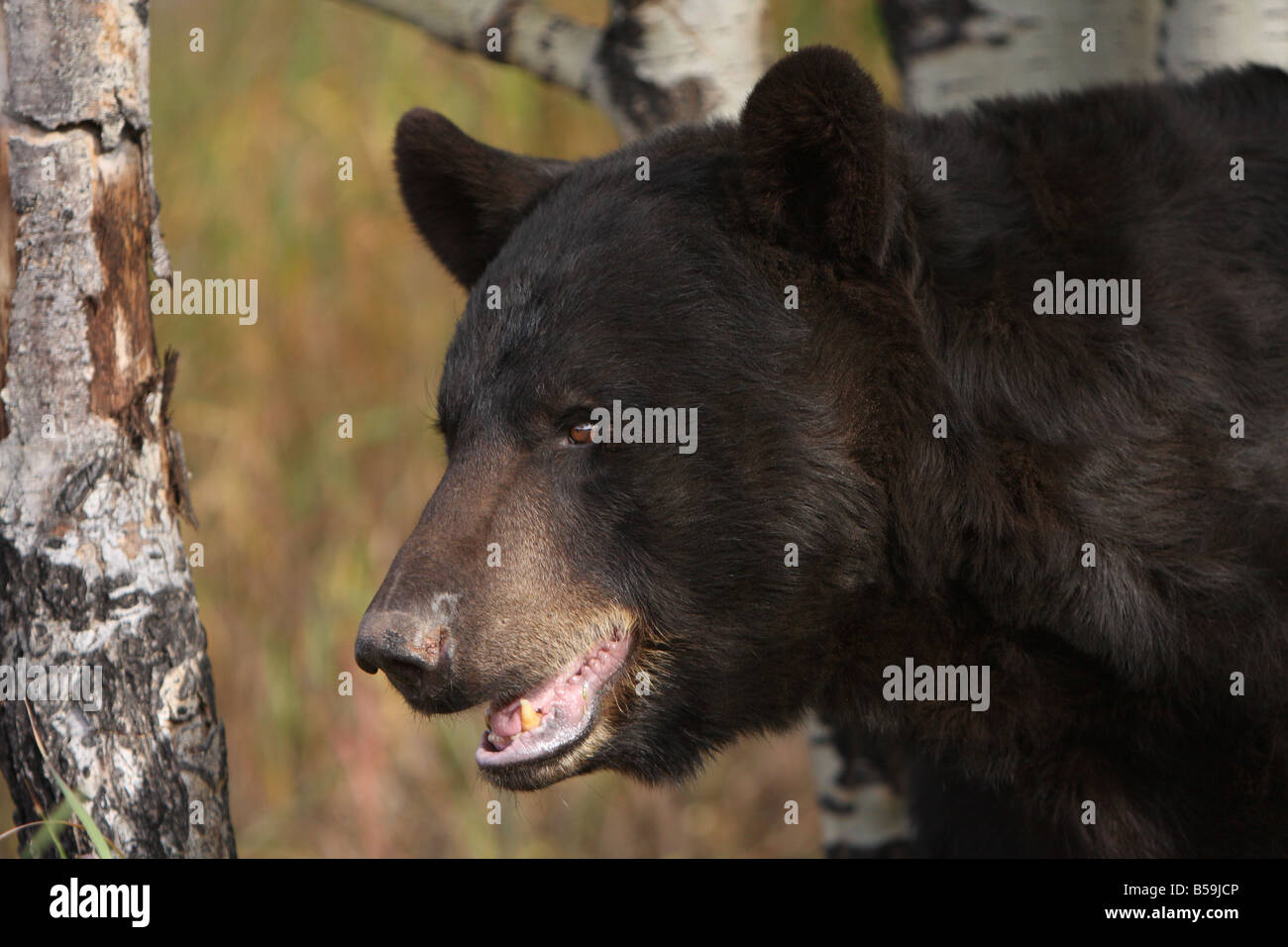 Black bear ursus americanus Stock Photo Alamy