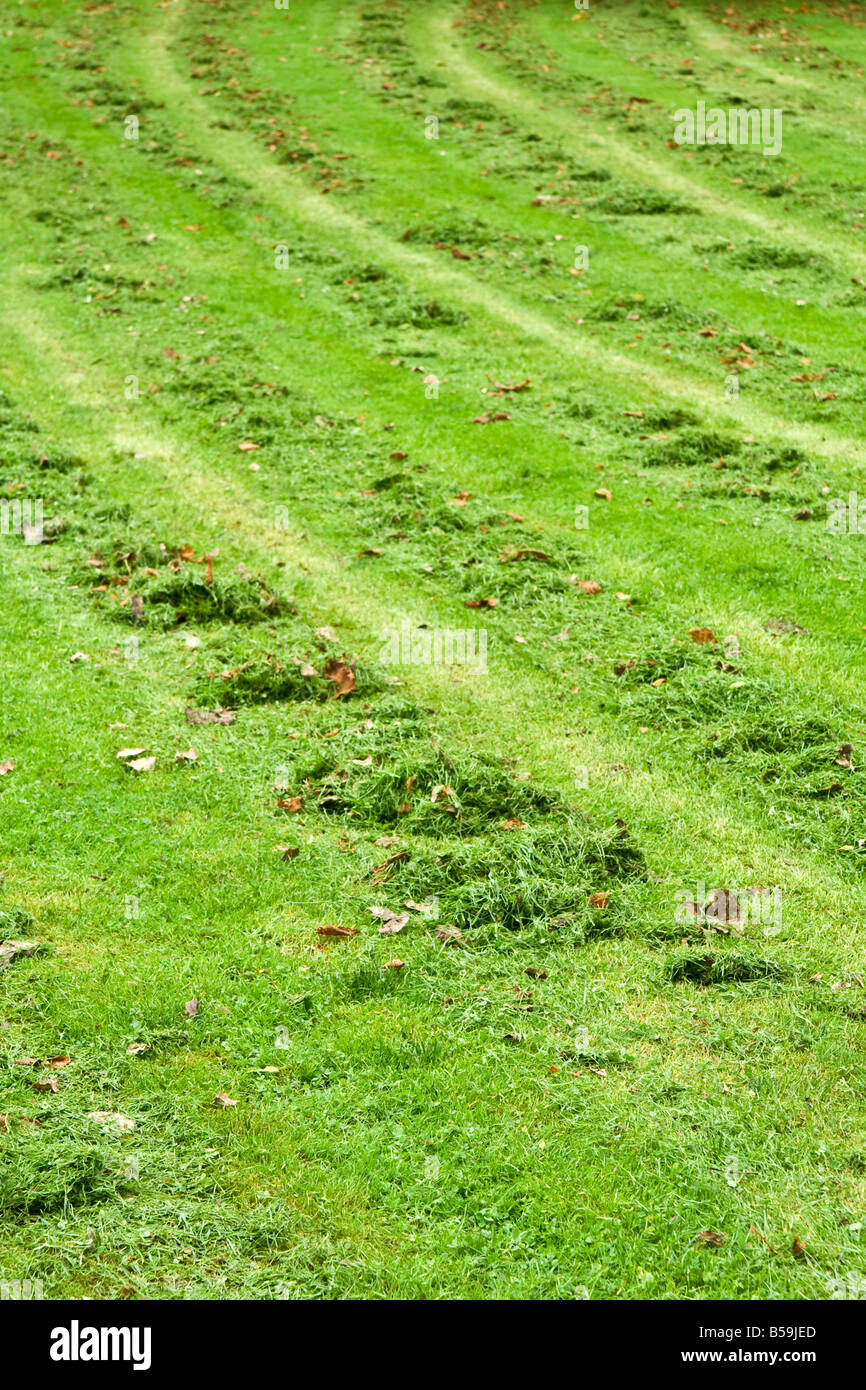 Lines on freshly mown grass Stock Photo Alamy