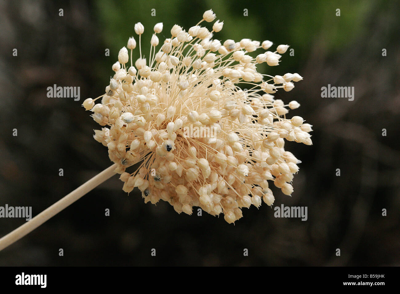 Kurrat, Wild Leek (Allium ampeloprasum), seed head Stock Photo