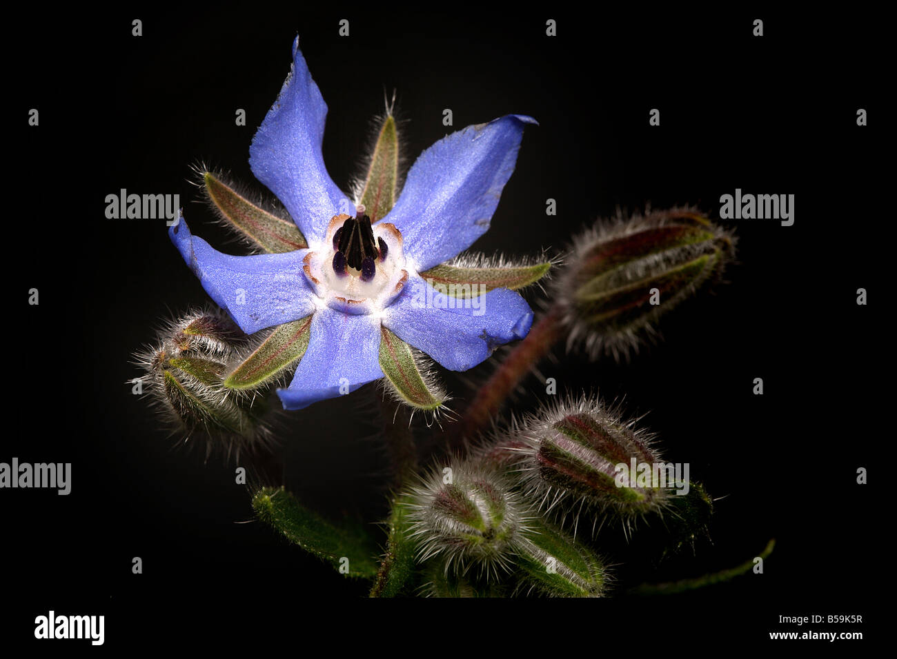 Dwarf Borage (Borago pygmaea, Borago laxiflora), flowering Stock Photo