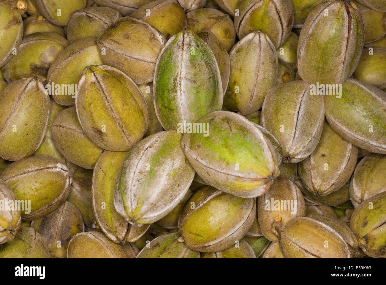 The pecan Carya illinoinensis or illinoensis is a species of hickory tree. Stock Photo