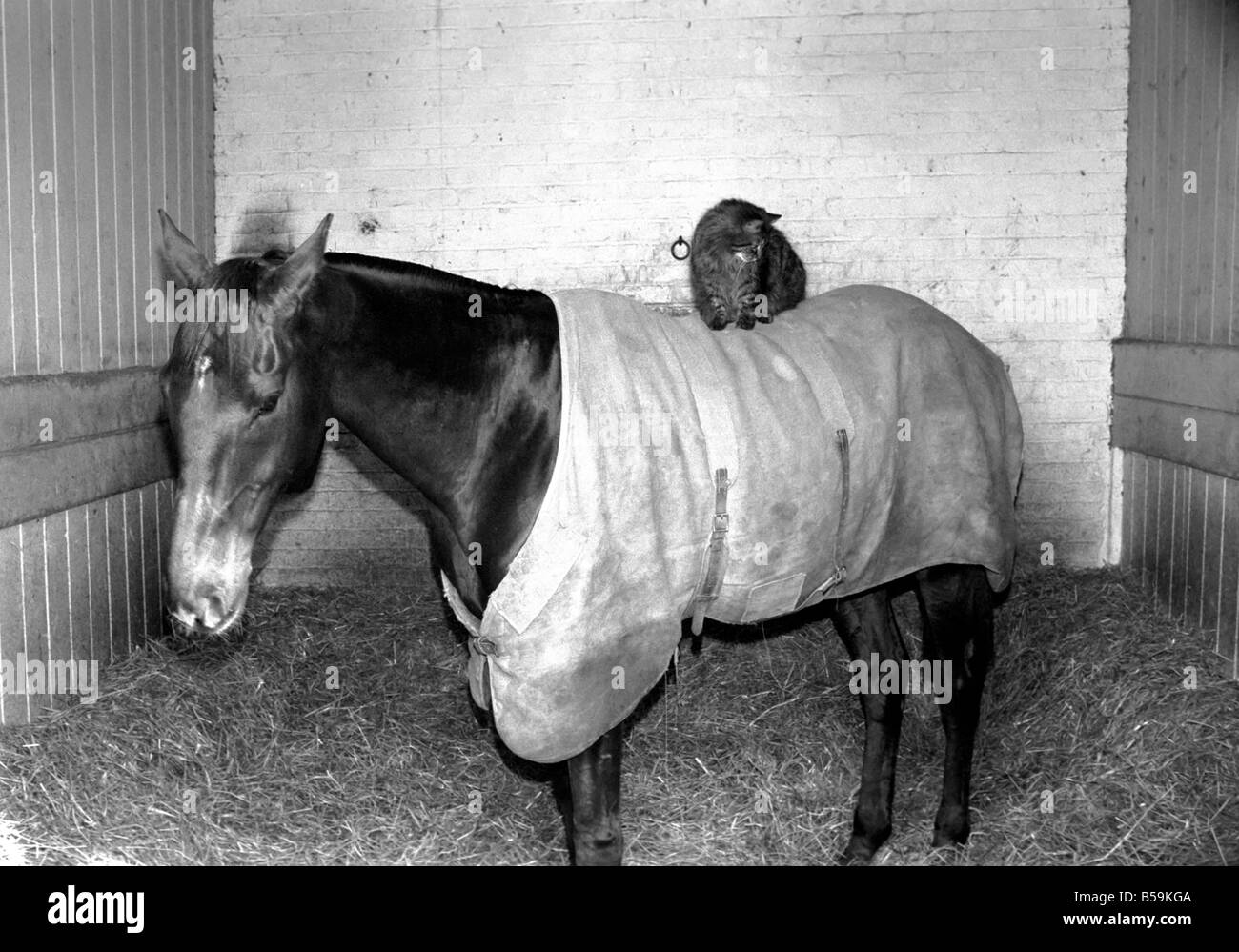 Ocean King wearing his coat was in his stall and on his back was a light weight jockey in the form of the stables ten year old cat called Jose who spends much of her time with Ocean King. The two pals in the stable. ;April 1975 ;75-2082 Stock Photo